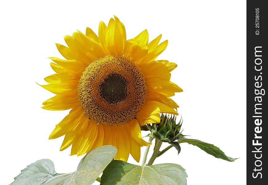 The photo of a flower of a sunflower isolated on a white background. The photo of a flower of a sunflower isolated on a white background.