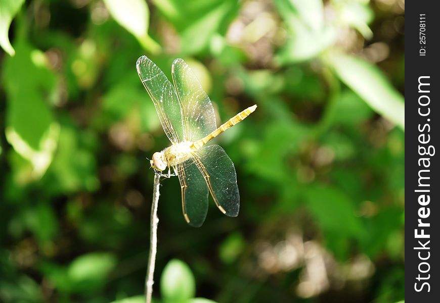 The photo of one dragonfly sitting on a branch. The photo of one dragonfly sitting on a branch