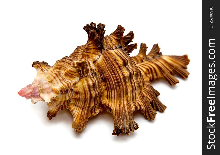 Decorative sea shell on white background. Decorative sea shell on white background
