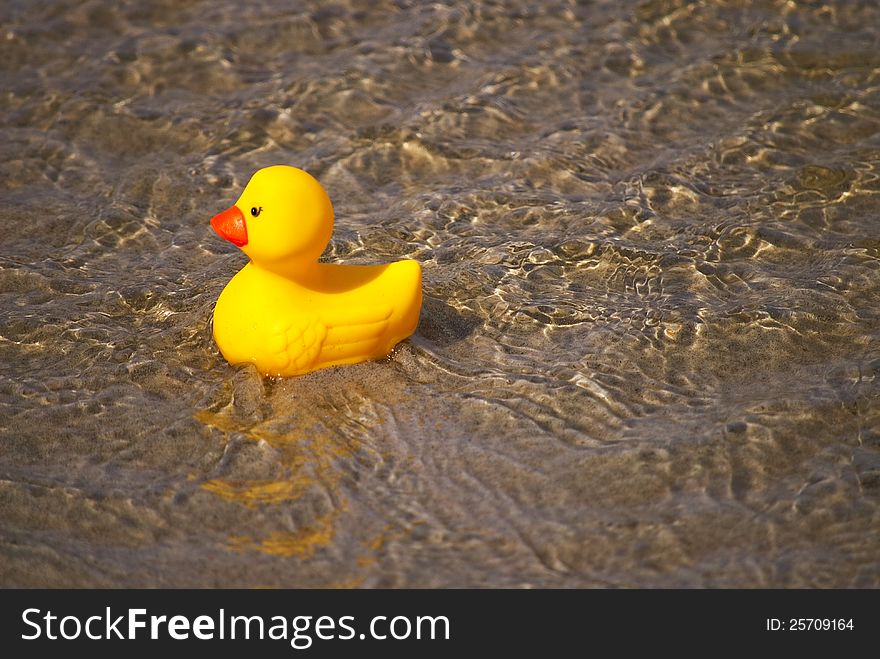 Yellow bath duck swimming in the water