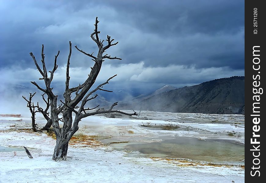 Looking out over the seemingly devasted landscape of Mammoth Hot Springs, Yellowstone, Wyoming. Looking out over the seemingly devasted landscape of Mammoth Hot Springs, Yellowstone, Wyoming.