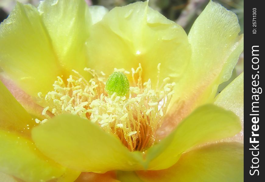 Lovely and delicate, a yellow flower on a prickly pear cactus. Lovely and delicate, a yellow flower on a prickly pear cactus.