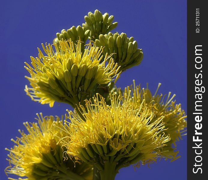 Great big yellow flowers on a yucca plant. The bees just LOVE them. Great big yellow flowers on a yucca plant. The bees just LOVE them.