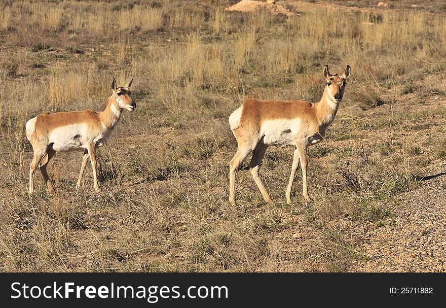 Two female pronghorns (related to antelope) in a grassy field in Bryce Canyon National Park, Utah