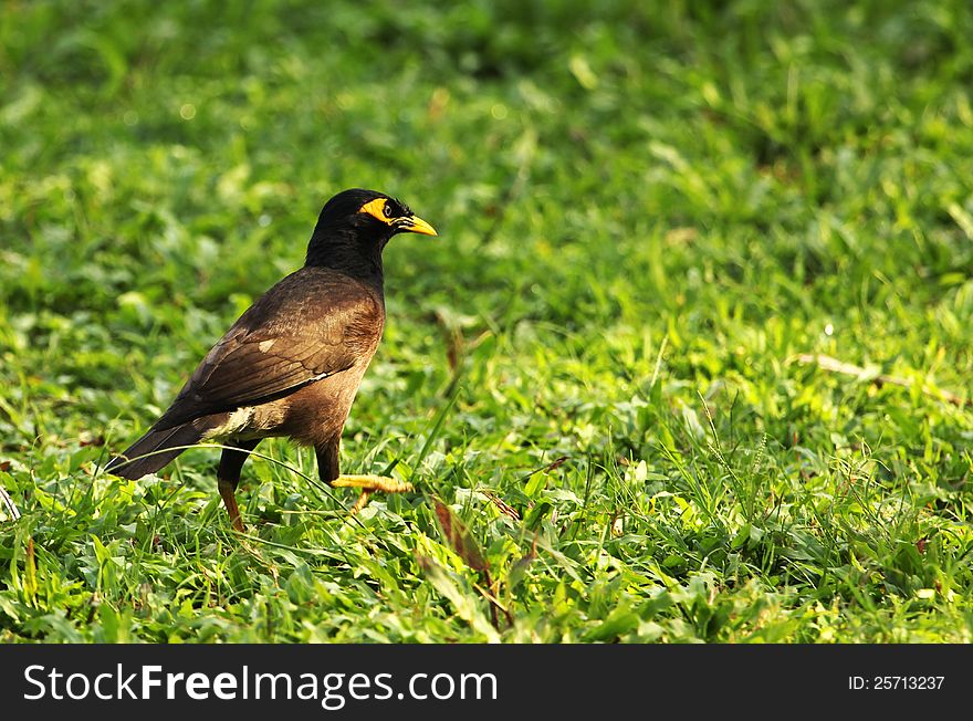 Asiatic myna walking on green grass ground in search of insects