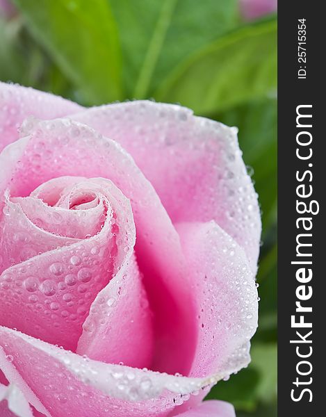 Beautiful pink rose flower on the green natural background with drops.Shallow focus