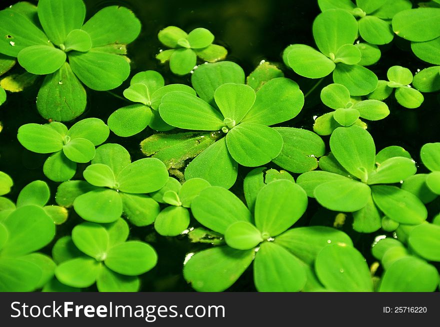 Water lettuce plant