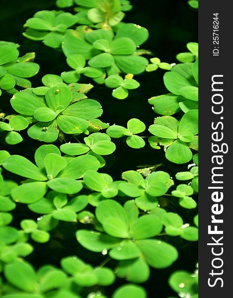 Water lettuce plant (or Pistia stratiotes)