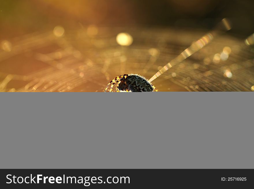 Spider on web with sunlight