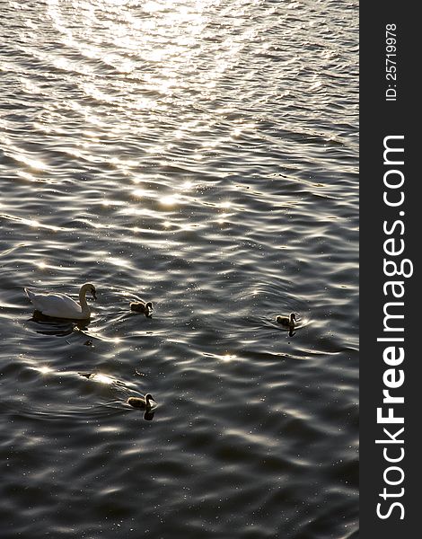 Small swans on the water surface. Small swans on the water surface