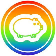 Fat Pig Circular In Rainbow Spectrum Stock Photo
