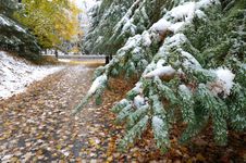 Snow On Evergreen In Late Fall Stock Images