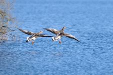 Greylag Goose Ready For Landing Stock Images Greylag Goose Ready For Landing Stock Images