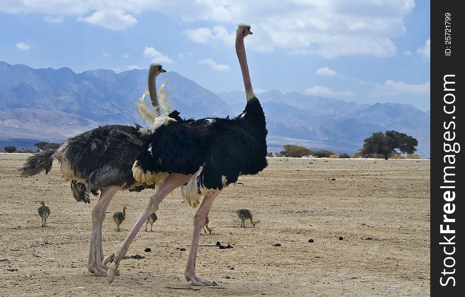 Family of African ostrich (Struthio camelus) with chicks in Hai-Bar national reserve park, 35 km north of Eilat, Israel. Family of African ostrich (Struthio camelus) with chicks in Hai-Bar national reserve park, 35 km north of Eilat, Israel