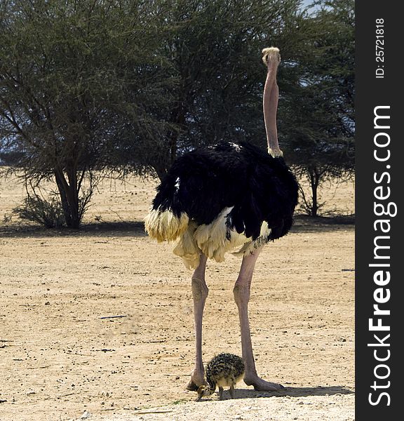 Male of African ostrich (Struthio camelus) with a chick in Hai-Bar national reserve park, 35 km north of Eilat, Israel. Male of African ostrich (Struthio camelus) with a chick in Hai-Bar national reserve park, 35 km north of Eilat, Israel