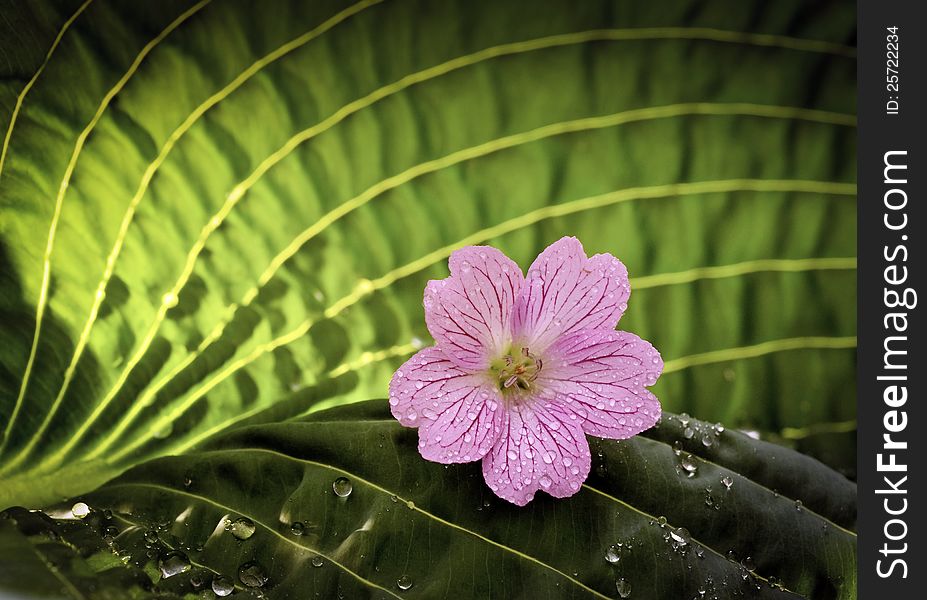 Pink blossom on leaf