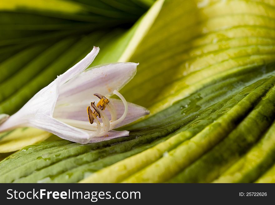 Hosta Blossom