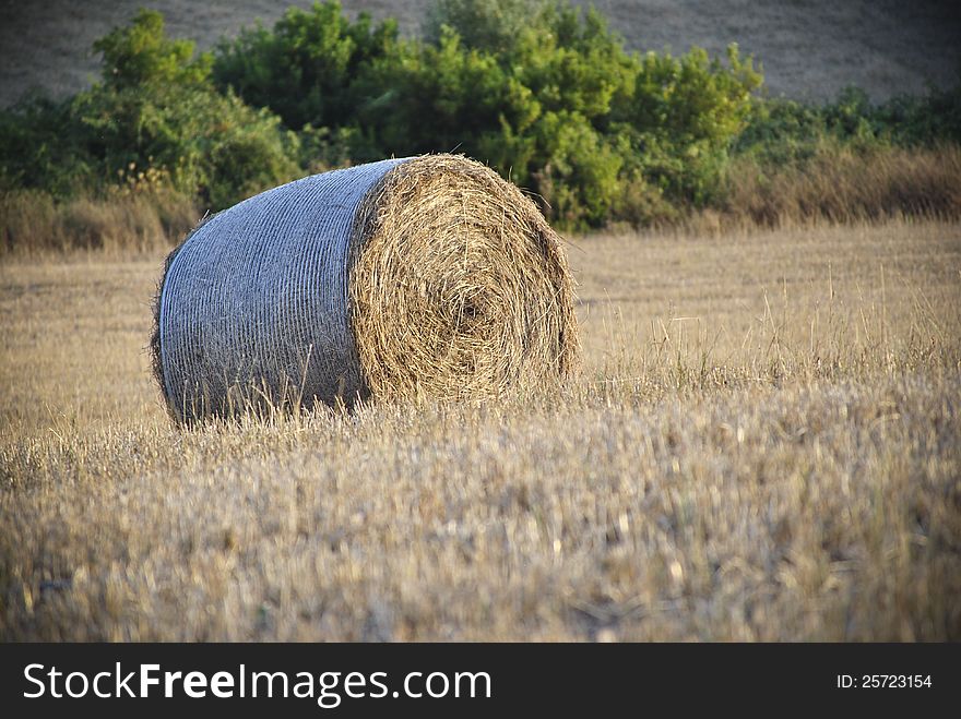 Round hay bale before transport.Countryside of southern Sardinia.Italy. Round hay bale before transport.Countryside of southern Sardinia.Italy