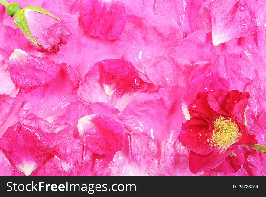 Background from rose petals, close up,. Background from rose petals, close up,