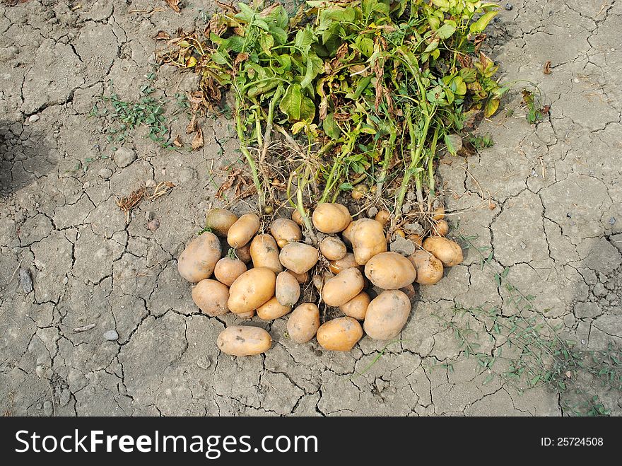 Organic Potatoes Over Soil