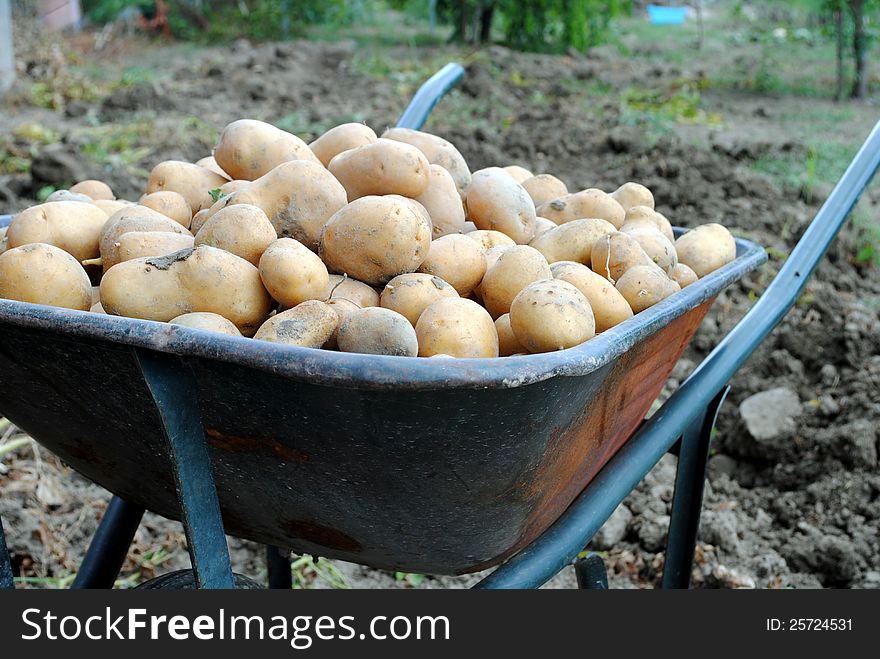 Organic potatoes into a wheel barrow in the garden