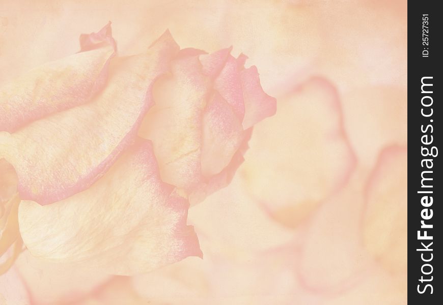 Delicate rose on grunge background. Texture and color processing.