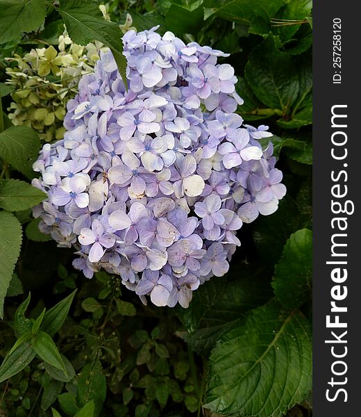 Many blue hydrangea flowers growing in the garden, floral background