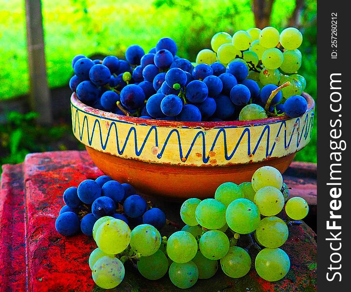 harvest autumn grapes for healthy lufe