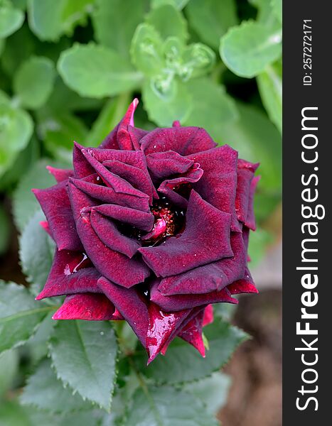 Beautiful burgundy rose with dew drops