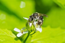 Wasp On The Flower Stock Photography