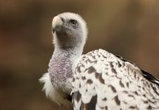 Griffon Vulture Royalty Free Stock Photo Griffon Vulture Royalty Free Stock Photo