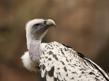 Griffon Vulture Stock Photography Griffon Vulture Stock Photography