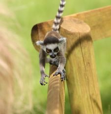 Baby Ring-Tailed Lemur Stock Photography