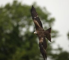 Black Kite Stock Photos Black Kite Stock Photos
