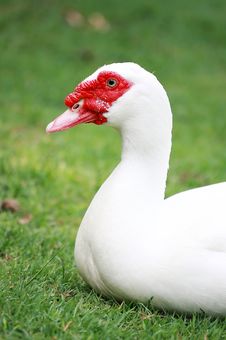 White Muscovy Duck Stock Photography