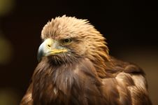 Golden Eagle Stock Photo