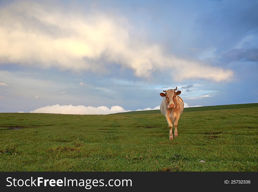 A cow stands on alpine meadow in dusk in Luya Mountain, Shanxi, China. A cow stands on alpine meadow in dusk in Luya Mountain, Shanxi, China