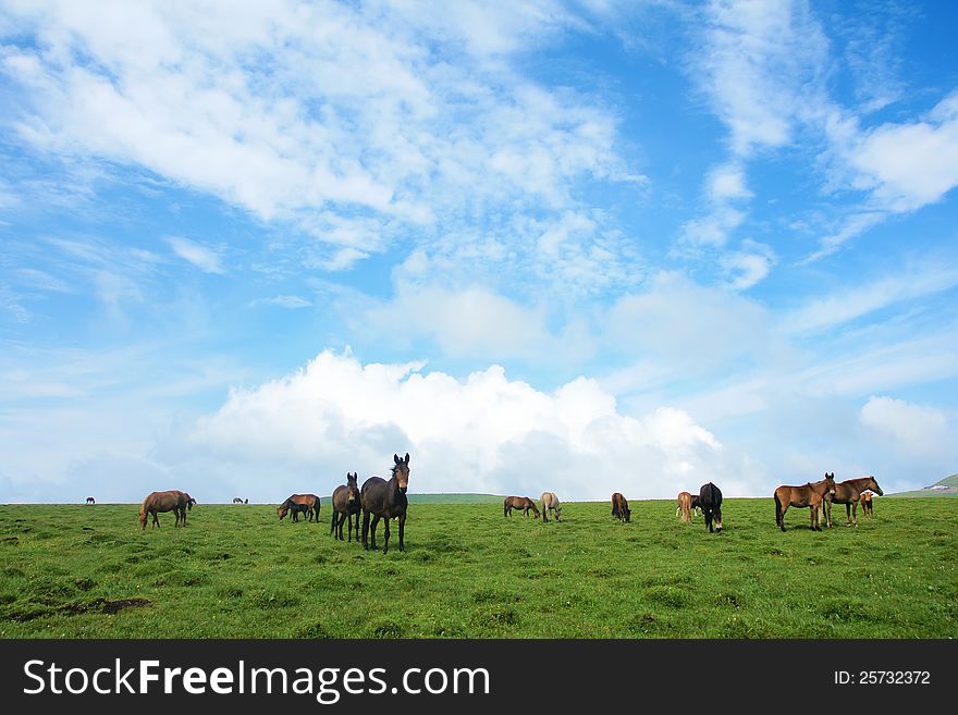 A group of horse on alpine meadow in Luya Mountain, Shanxi, China. A group of horse on alpine meadow in Luya Mountain, Shanxi, China