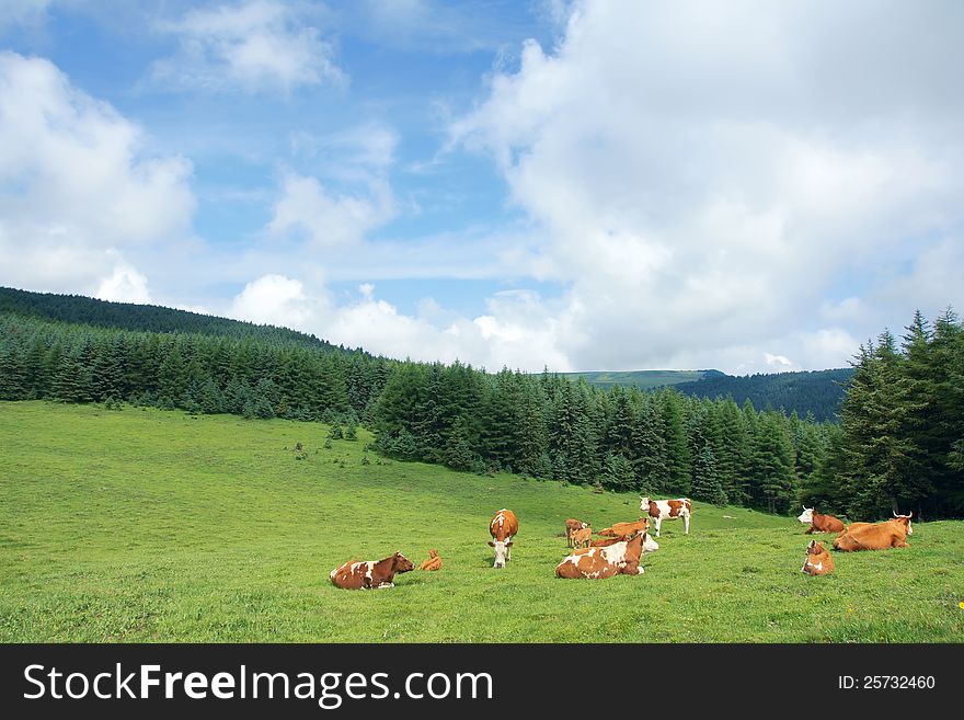 A group of cattle on alpine meadow in Luya Mountain, Shanxi, China. A group of cattle on alpine meadow in Luya Mountain, Shanxi, China
