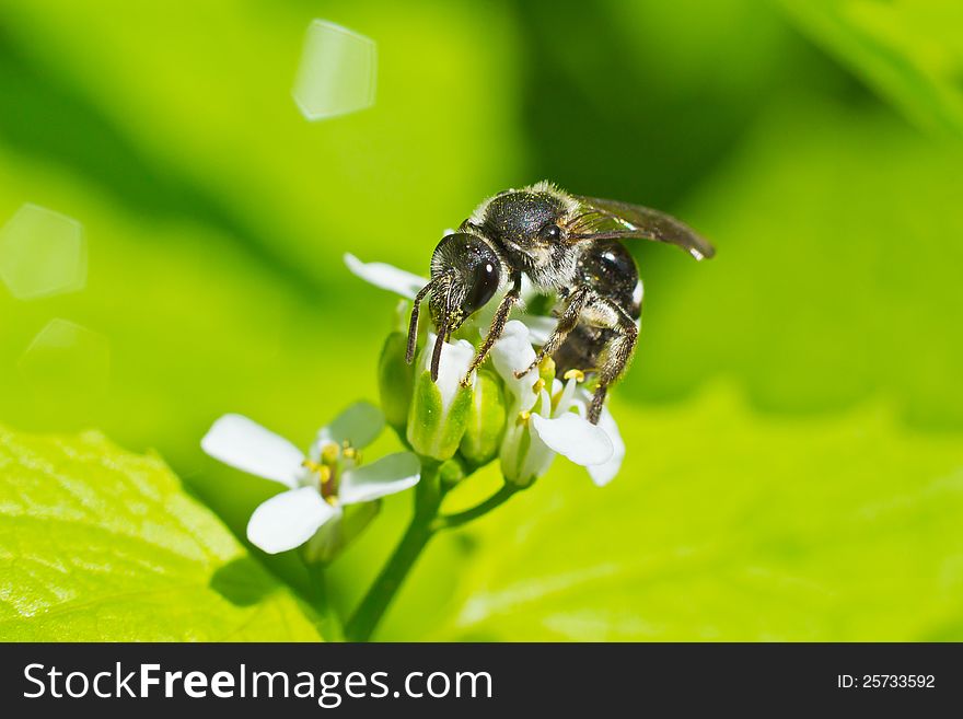 Wasp gathering nectar from flower. Wasp gathering nectar from flower