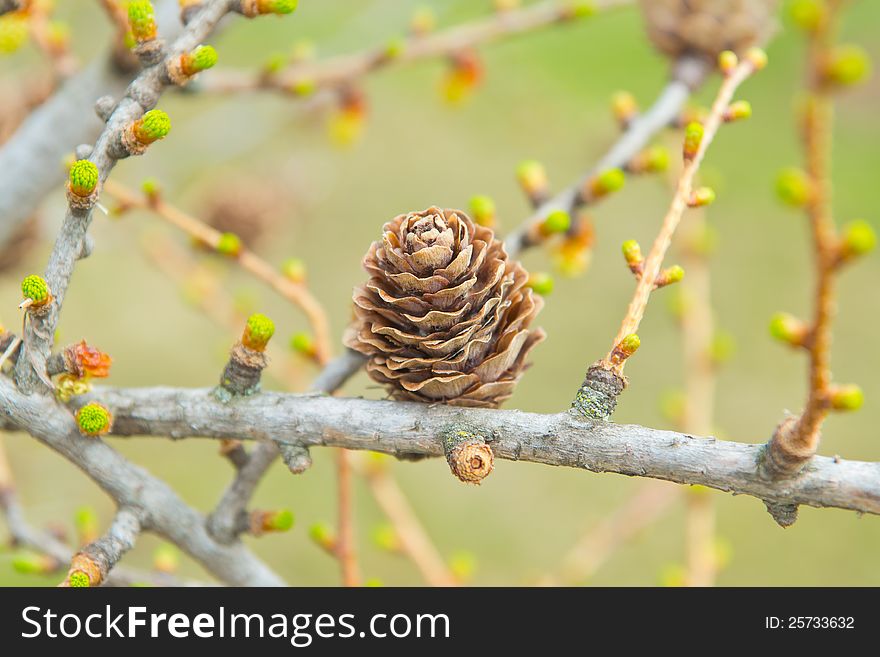 Closeup of dry larch (Larix) cone on branch with fresh green sprouts. Closeup of dry larch (Larix) cone on branch with fresh green sprouts