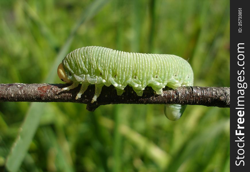 The caterpillar creeps on a branch