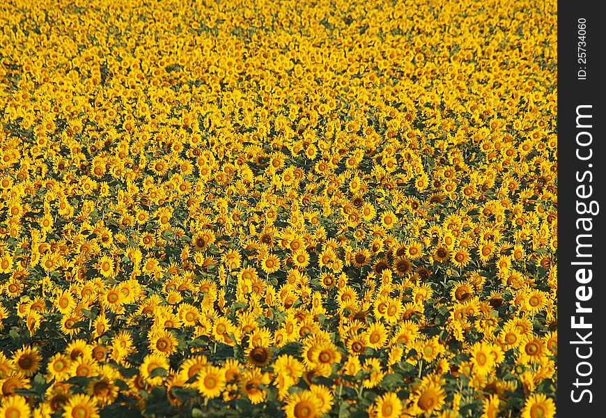 Field with a lot of sunflower
