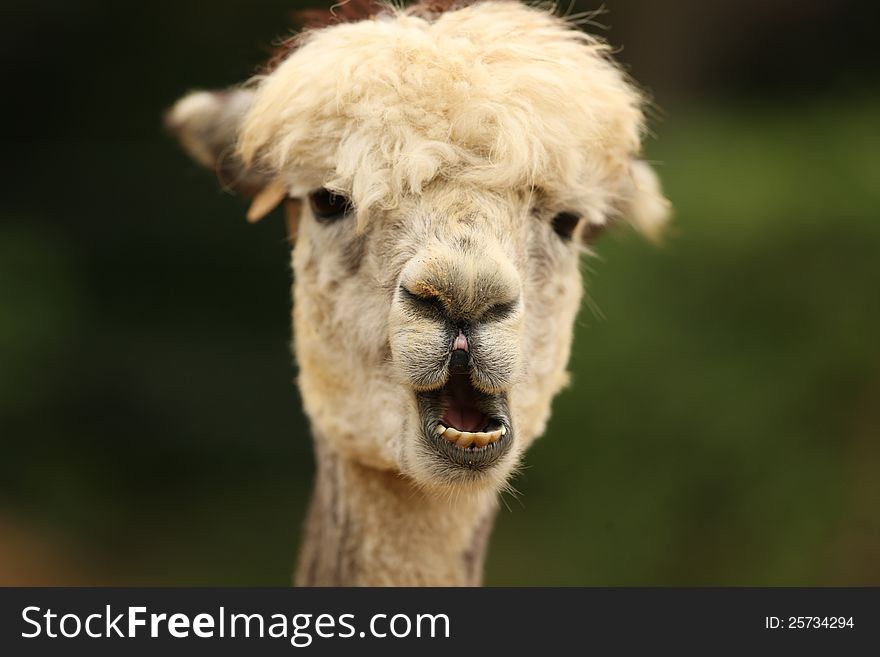 Portrait of an Alpaca with a funny face