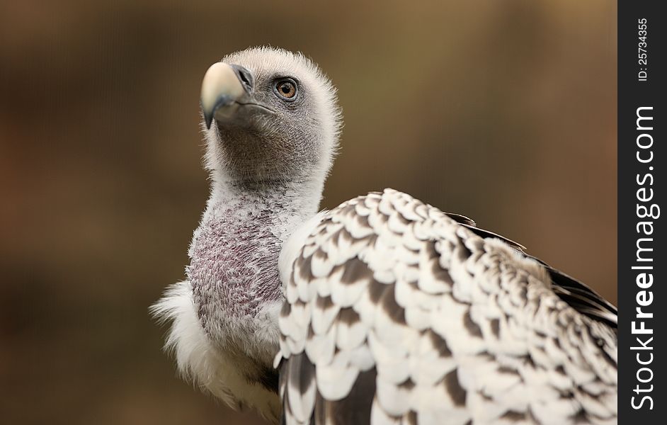 Portrait of a Griffon Vulture with blurred background