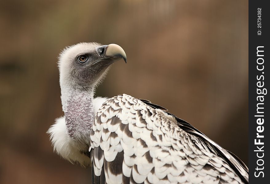 Portrait of a Griffon Vulture with blurred background