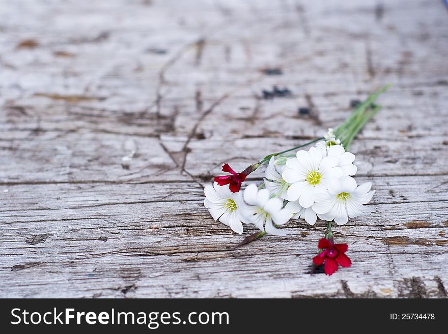 Forgotten red and white flowers on the pier background. Forgotten red and white flowers on the pier background