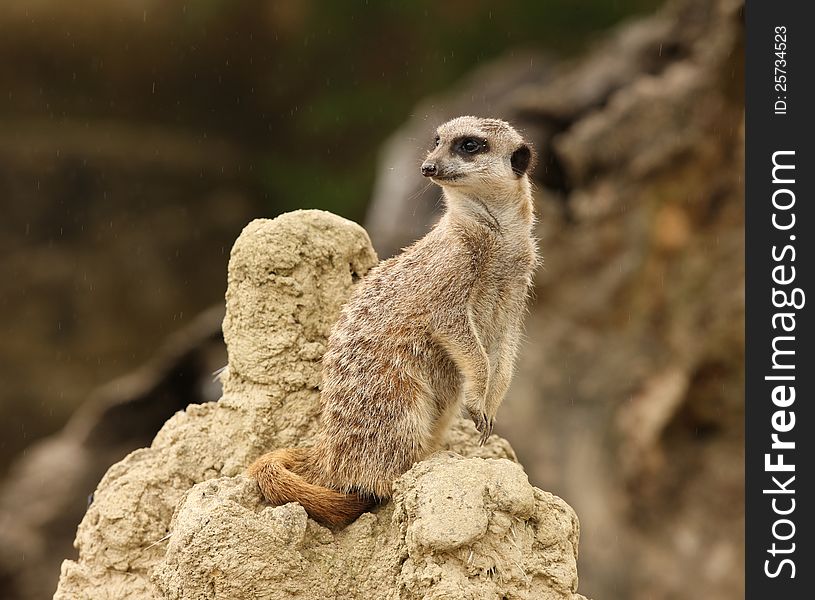 Close up of a male Meerkat standing guard in the rain