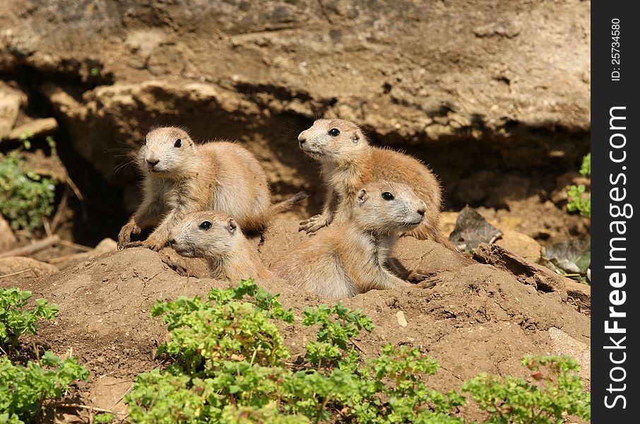 A famly of young Black-Tailed Prarie Dogs outside their den. A famly of young Black-Tailed Prarie Dogs outside their den