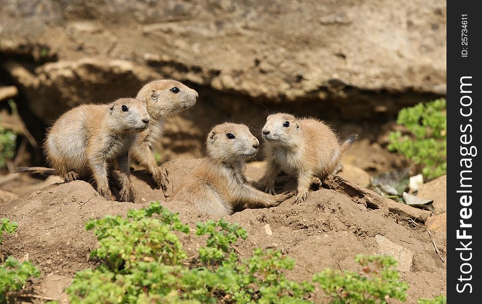 A famly of young Black-Tailed Prarie Dogs outside their den. A famly of young Black-Tailed Prarie Dogs outside their den